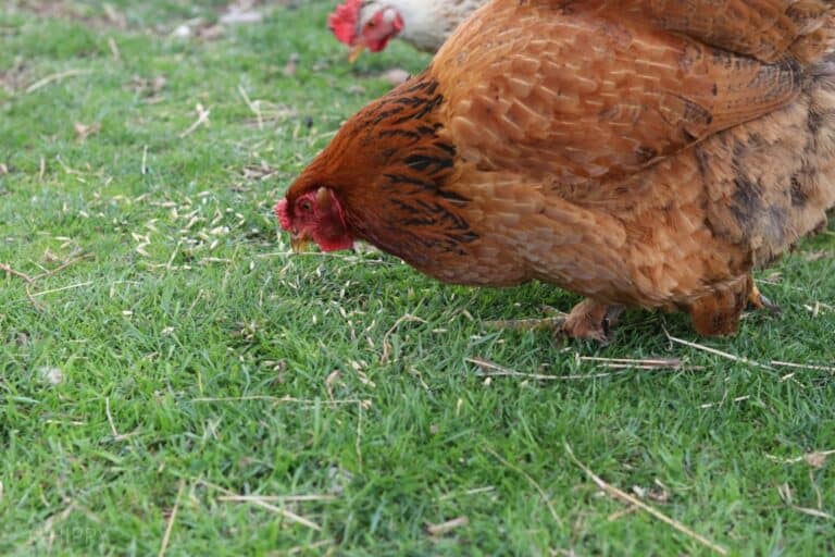 What Foods Should and Shouldn’t You Feed Your Chickens