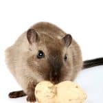 What Not to Feed Gerbils