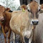 What is the Best Feed For Jersey Cows
