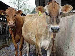 What is the Best Feed For Jersey Cows