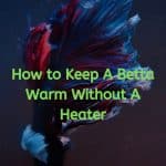 What is the Best Heater For Betta Fish?