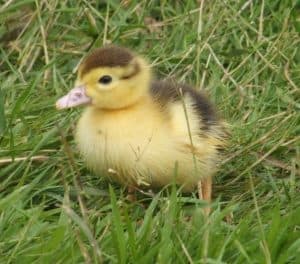 What to Feed Muscovy Ducklings