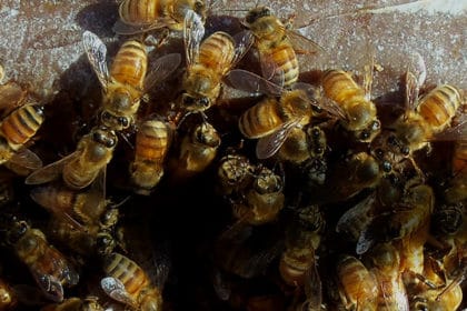 When to Start Making Pollen Patties For Bees