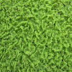 Why Is Azolla Feed For Cow