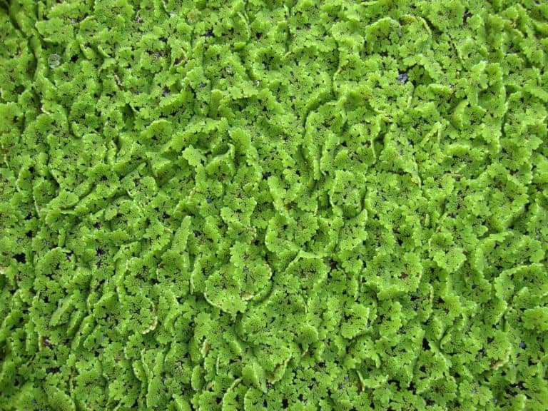 Why Is Azolla Feed For Cow