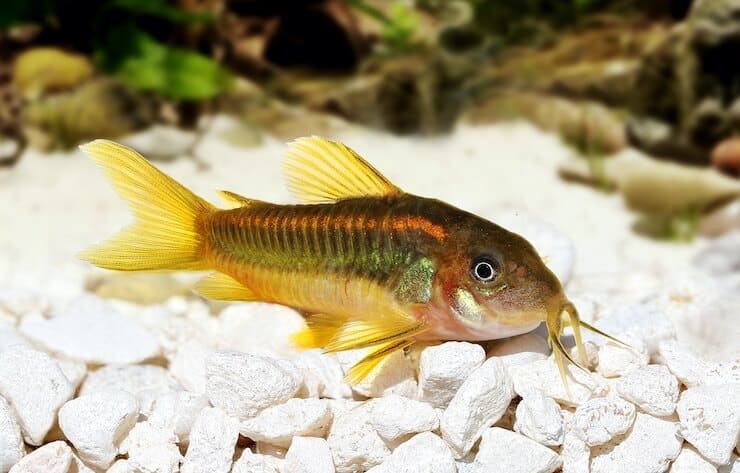 Choosing Tropical Fish Bottom Feeders
