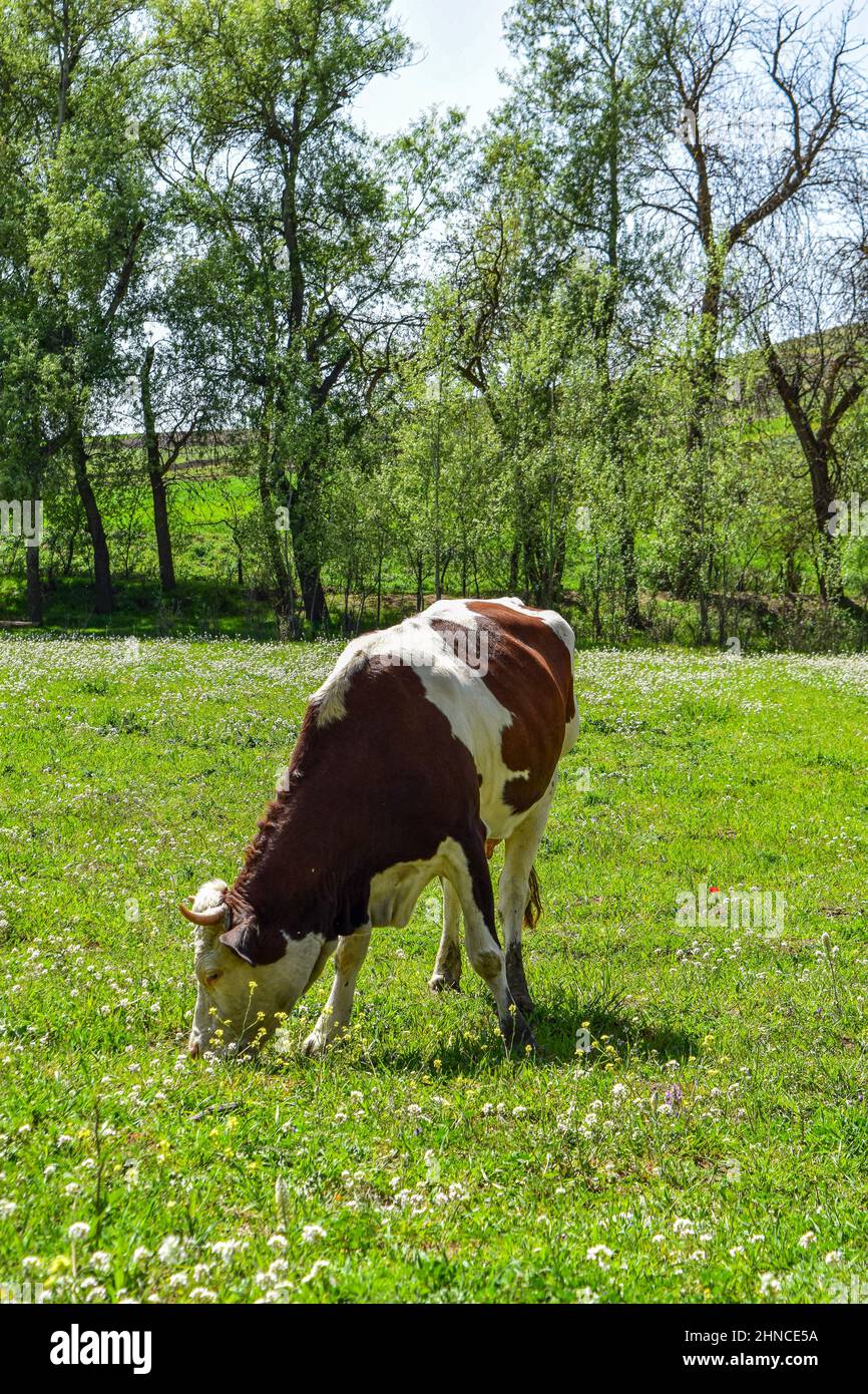 What Do Farm Cows Eat?