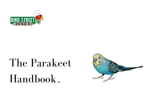 Molting Food For Parakeets - Suet Vs Bark Butter