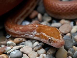 Can Snakes Eat Fruit?