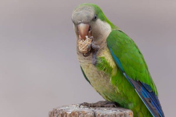 Can I Feed Parakeet Food to Wild Birds?