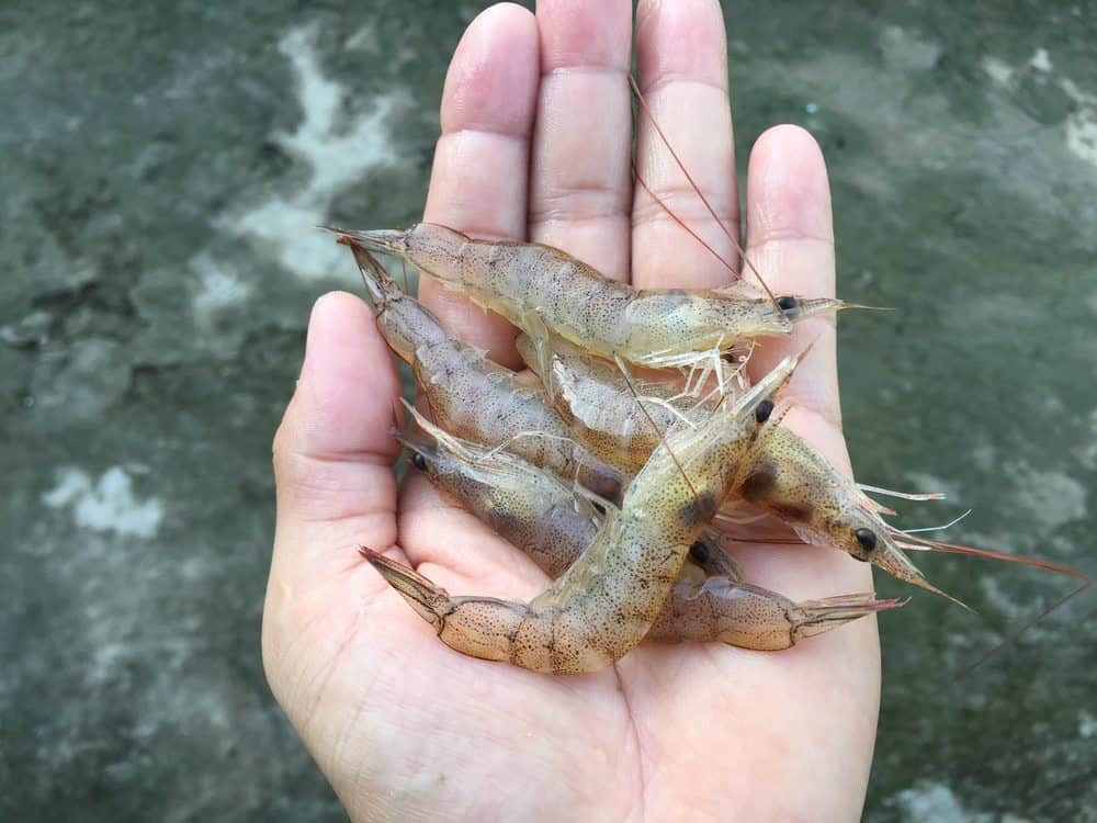 What Fish Can You Catch With Shrimp?