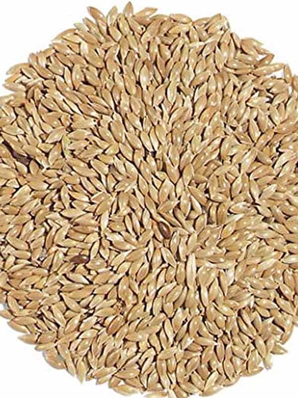 Why the Best Canary Seed is So Important For Your Bird