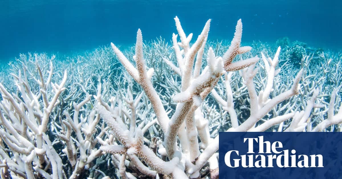 Marine Snow Coral Food