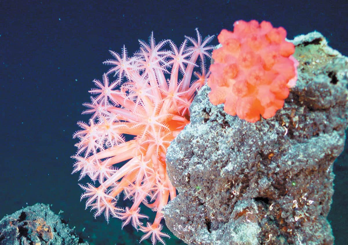 What Do You Feed Soft Corals? What Do You Feed Soft Corals?