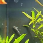 Oto Catfish Food
