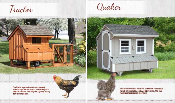 How Agway Chicken Feed Can Help Your Hens