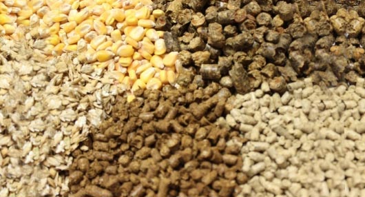 Cattle Feed Raw Material List