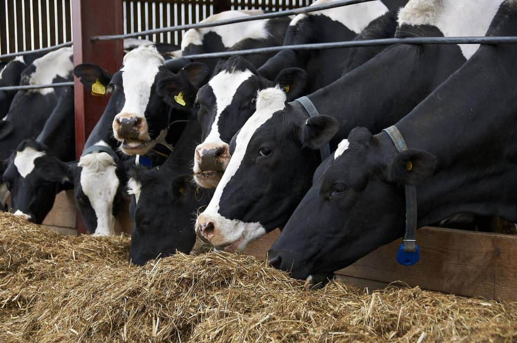 dairy-cattle-feeding-and-nutrition-pet-food-guide