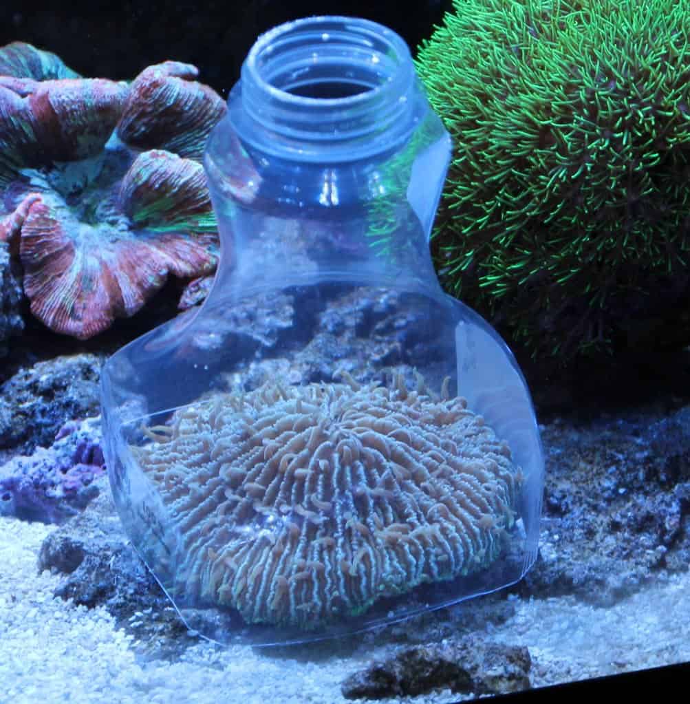 What to Feed My Corals