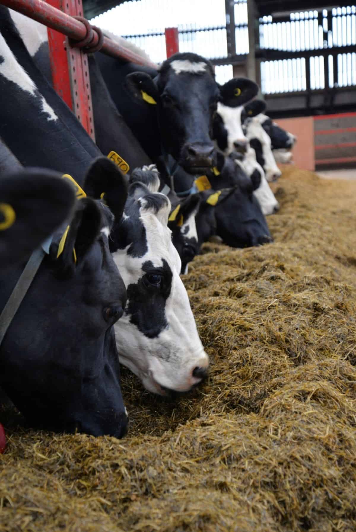 Dry Cattle Feed Guidelines