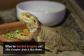 Best Bearded Dragon Food Sale
