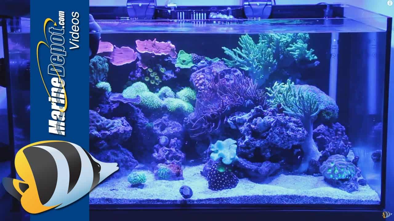 Rod's Coral Food