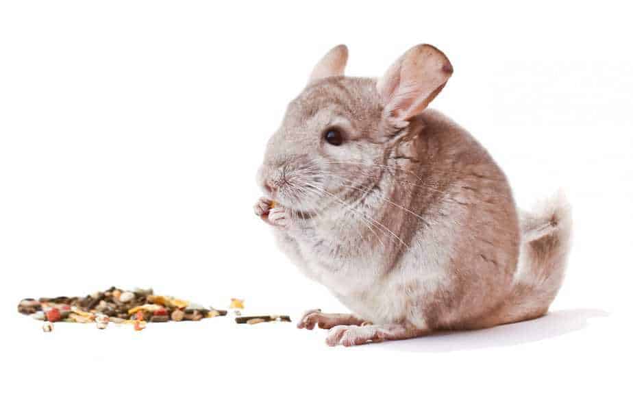 Can Chinchillas Eat Corn?