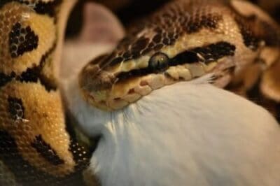What Do Pythons Eat?