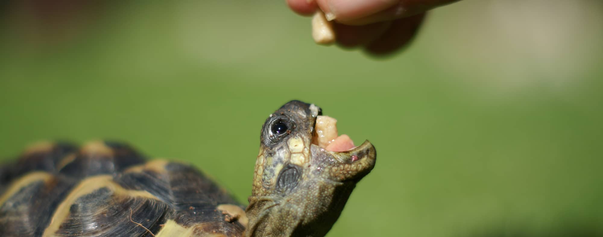 Why Commercial Pellets Are Better Than Fresh Food For Your Small Turtle
