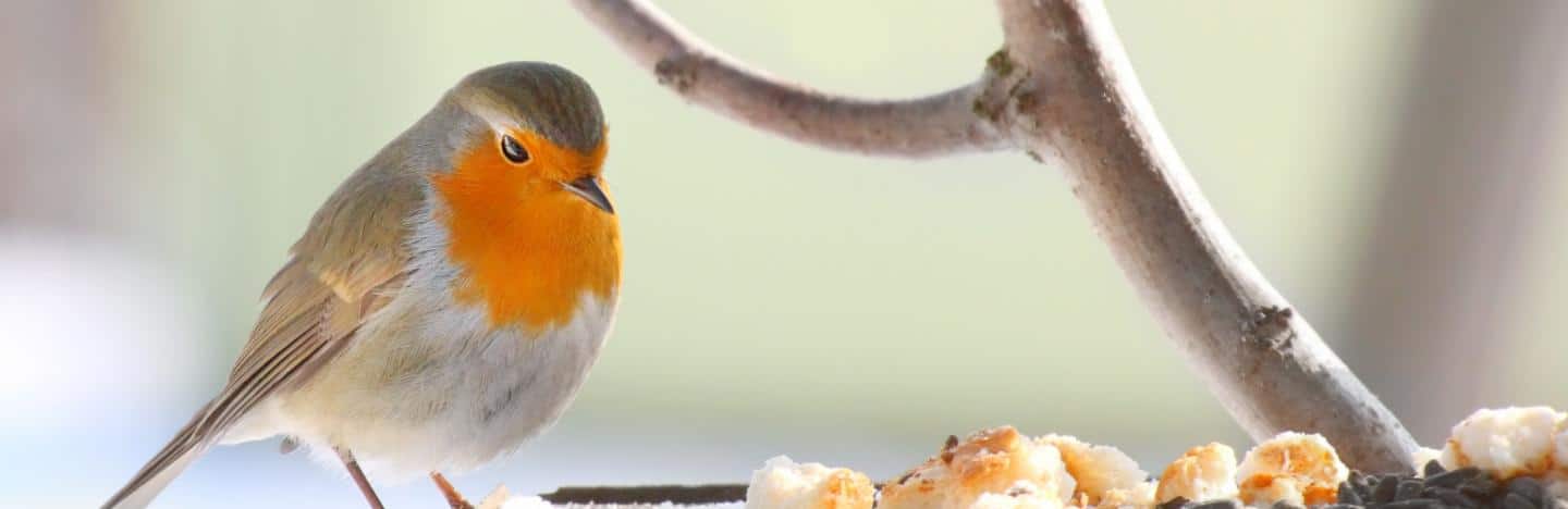 What to Feed Wild Birds in Winter