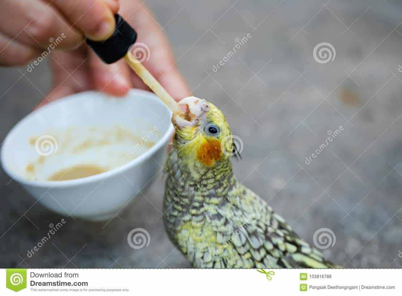 Can Parakeets Eat Cockatiel Food?