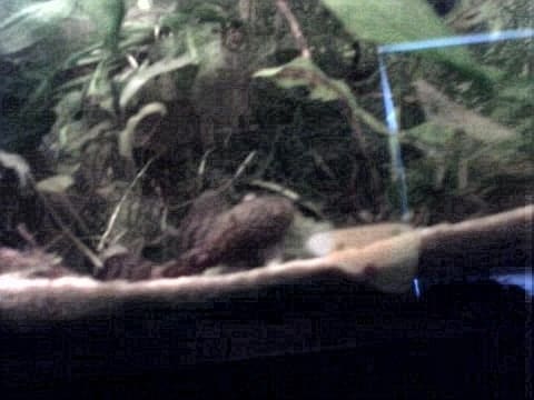 Best Food For Bristlenose Pelecos