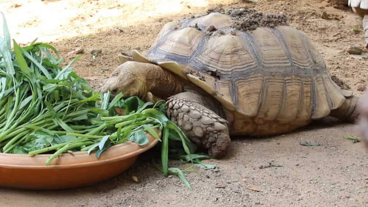 Can Sulcata Tortoises Eat Cabbage?