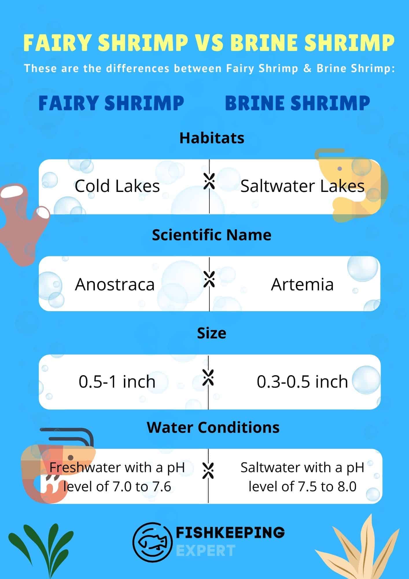 Feeding Fairy Shrimp