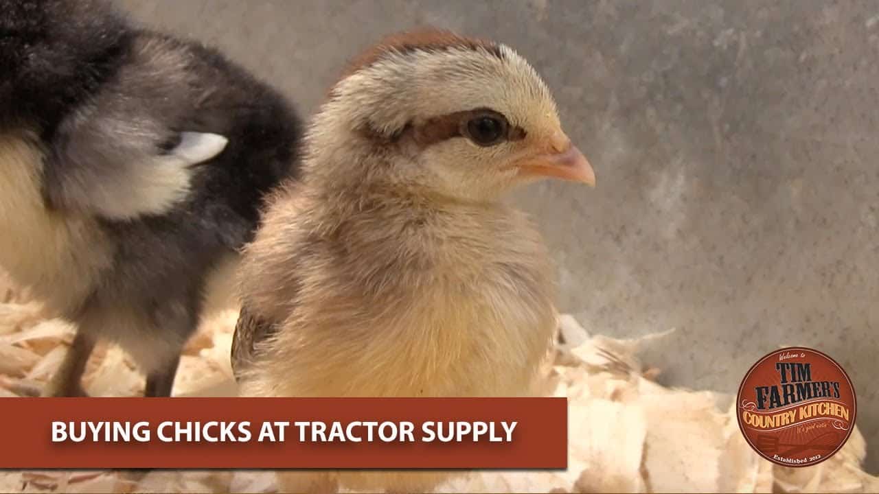 Buying the Best Chicken Feed at Tractor Supply Company Buying the Best Chicken Feed at Tractor Supply Company