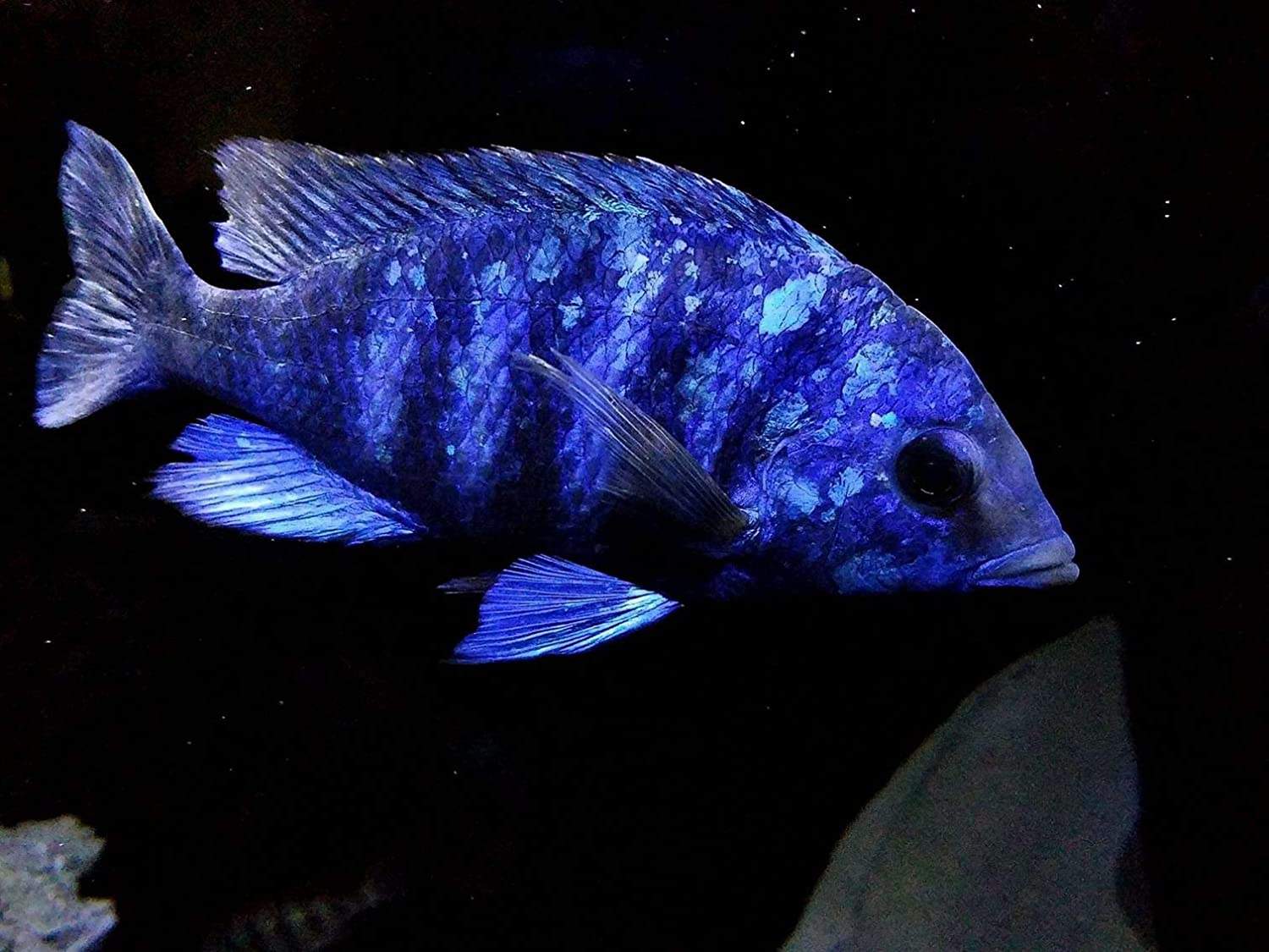 Pellets For Tropical Fish