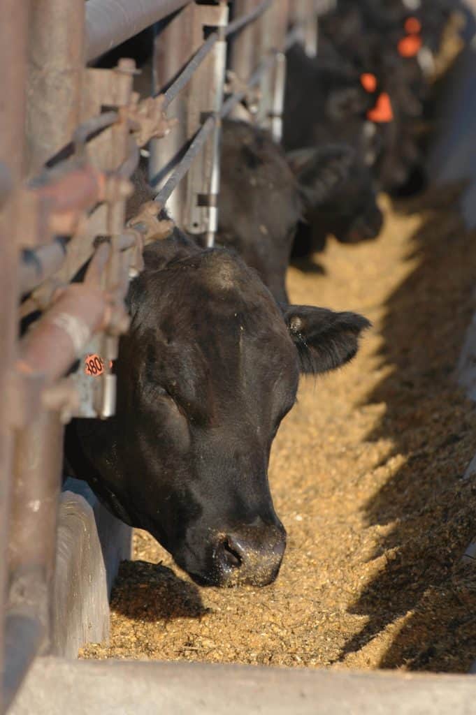 Selecting Show Cattle Feed Ratios Pet Food Guide