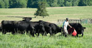 Recycle Your Empty Cattle Feed Tubs