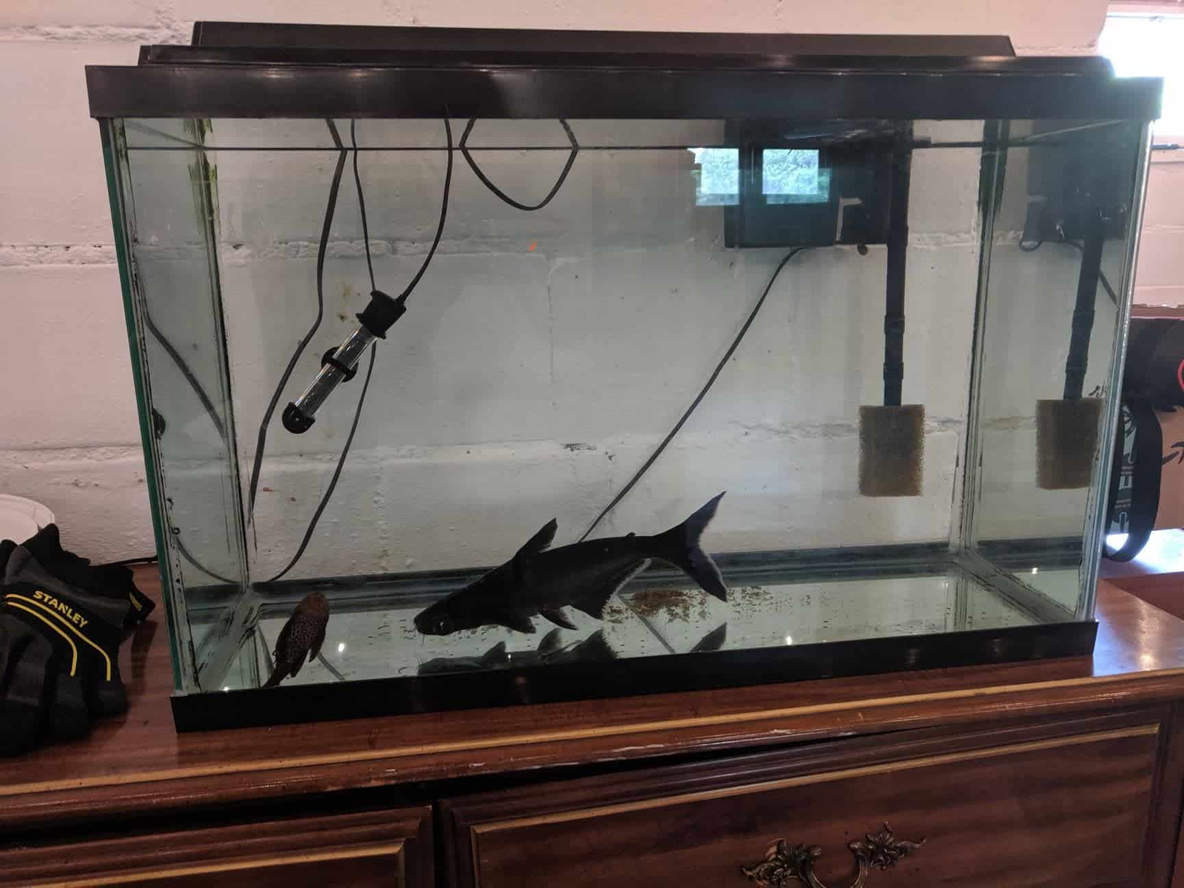 Choosing the Best Food For Iridescent Sharks