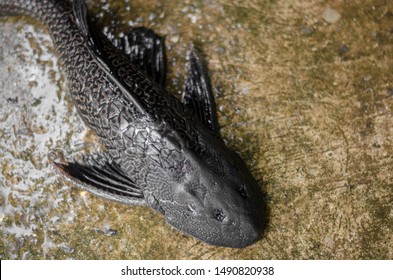 Suckermouth Catfish Food Recipe