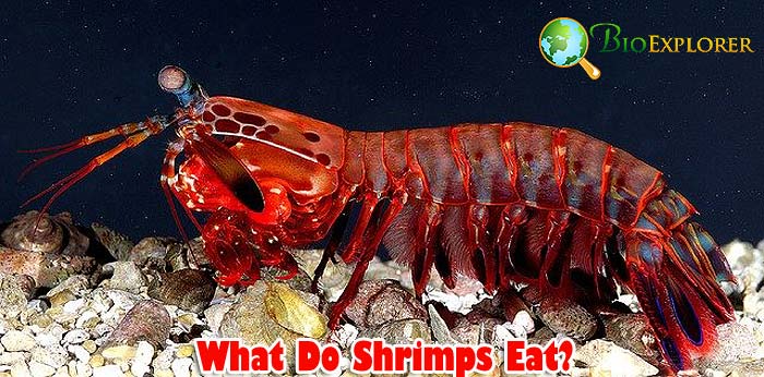 What Do Shrimp Eat in Freshwater?