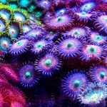 Best Food For Zoas