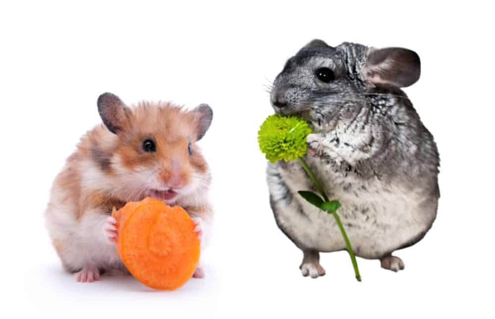 Can Chinchillas Eat Bananas?