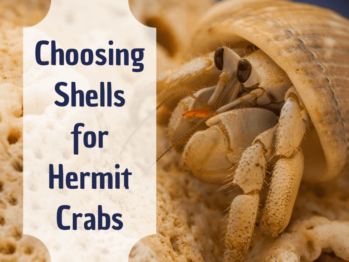 What Can I Feed My Hermit Crab at Home?