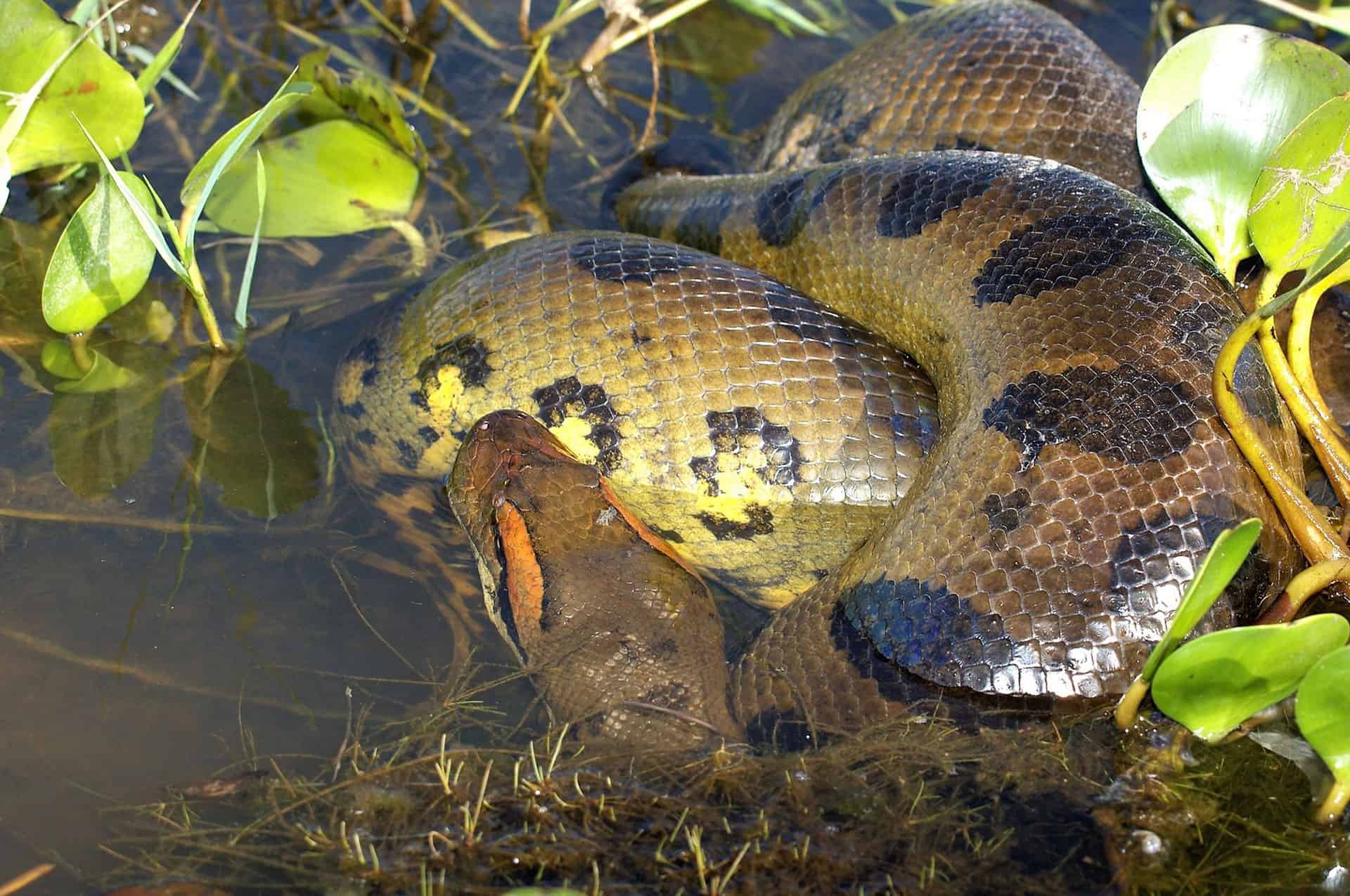 What Do Anacondas Eat in the Rainforest?