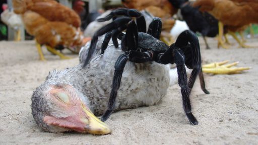 A 3 Foot Spider Eats Chicken