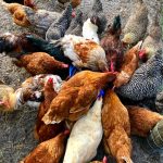 A Guide to Rural King Chicken Feed