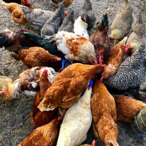 A Guide to Rural King Chicken Feed
