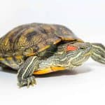 A Turtle Weekend Feeder Review