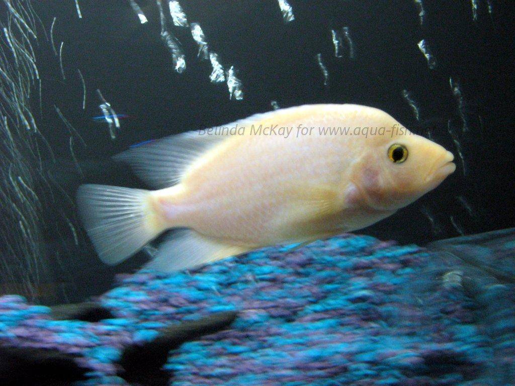 Best Food For Red Devil Cichlids